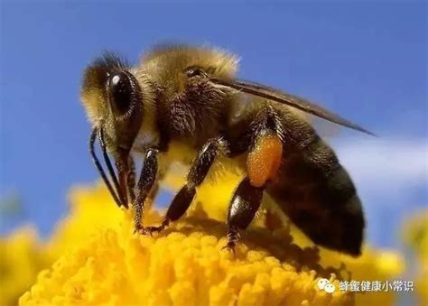 有蜜蜂 宇的意思
